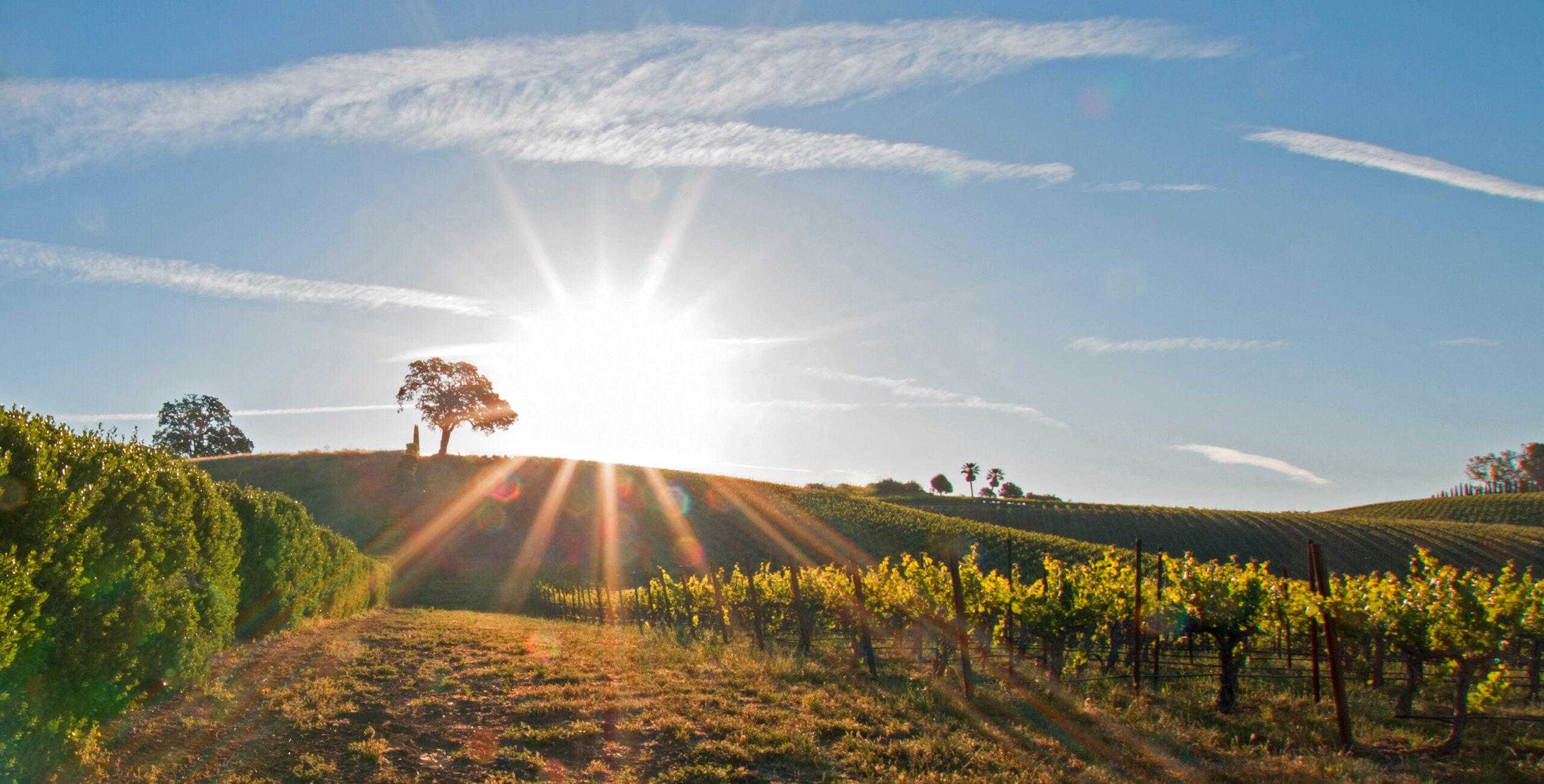 Early Morning Sun Shining Next To Valley Oak Tree On Hill In Pas